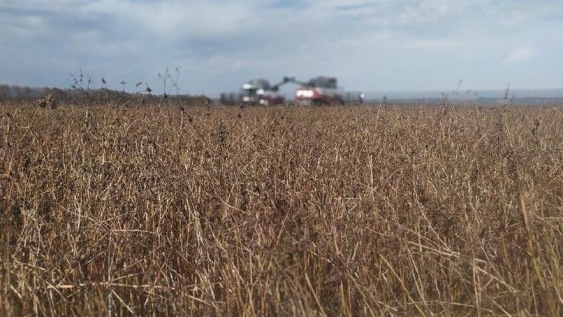 Около 340 тонн экологически чистой гречихи планируют собрать в Предгорном округе