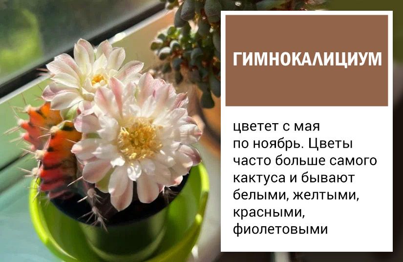 Пять кактусов, которые точно зацветут. Правила выбора и ухода2