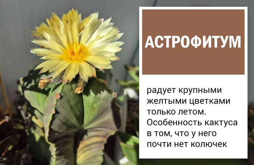 Пять кактусов, которые точно зацветут. Правила выбора и ухода5