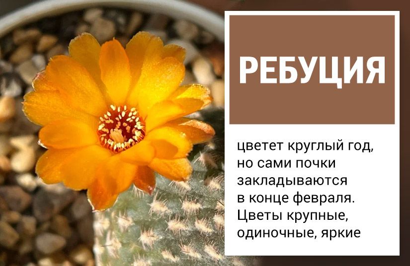 Пять кактусов, которые точно зацветут. Правила выбора и ухода4