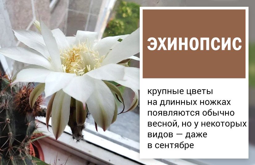 Пять кактусов, которые точно зацветут. Правила выбора и ухода1