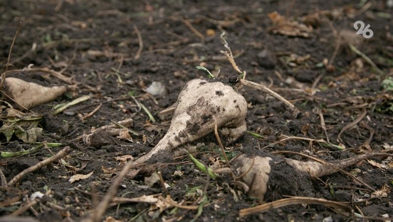 Пропашные культуры на Ставрополье убрали со 153 тыс. га