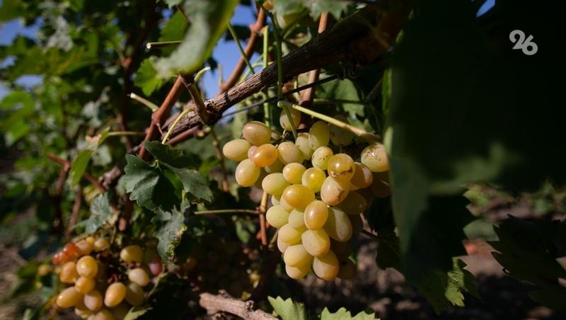 Пропашные культуры на Ставрополье убрали со 153 тыс. га