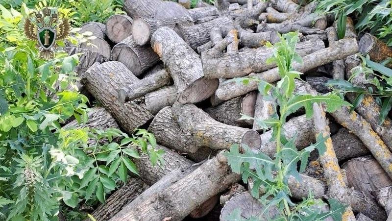 Ставропольцу за незаконную вырубку у детской площадки грозит до 7 лет колонии