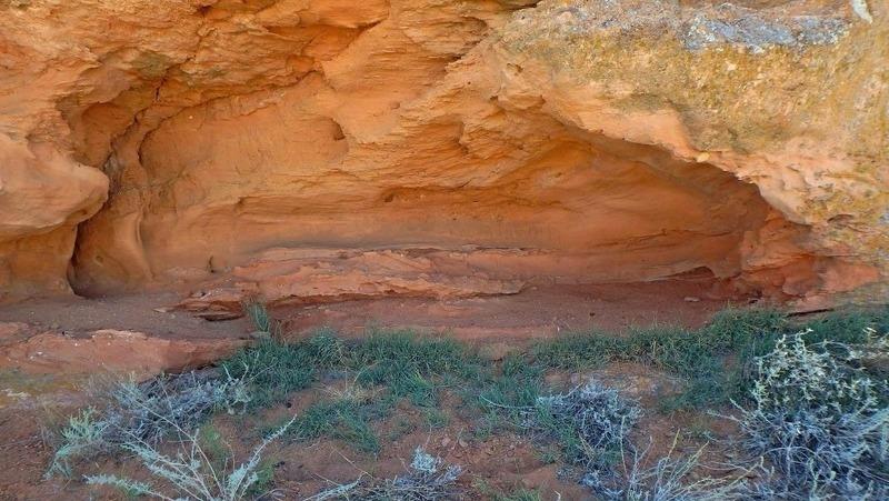 В Астрахани нашли новый вид реликтового растения