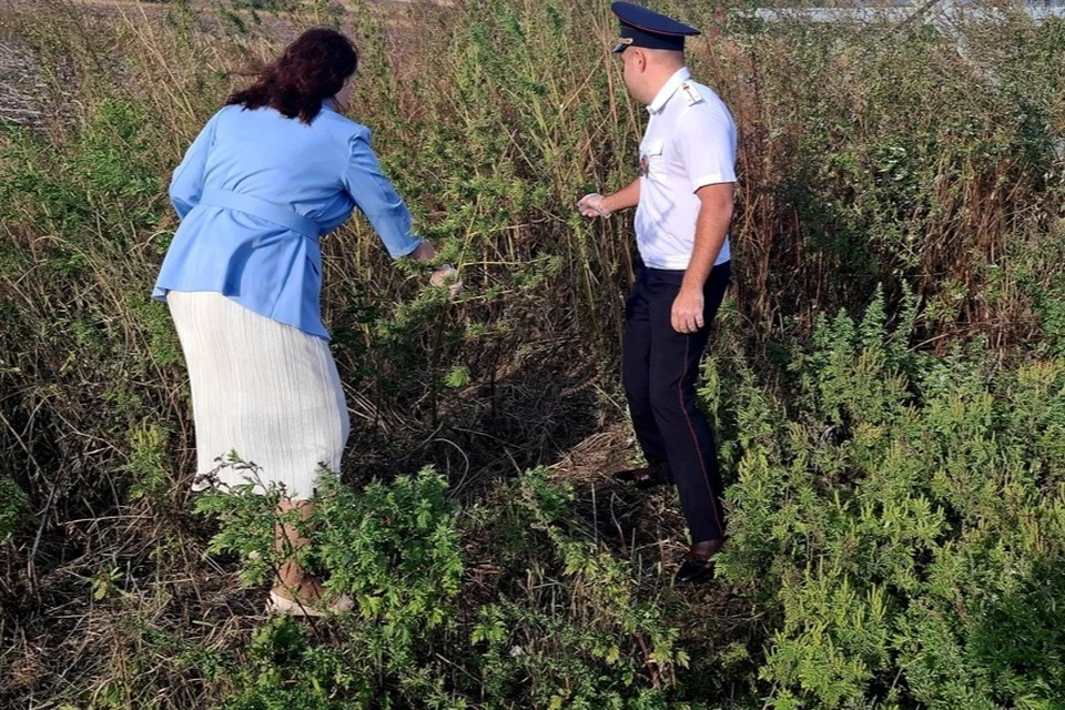 В Ессентуках уничтожили 77 кустов наркосодержащих растений0