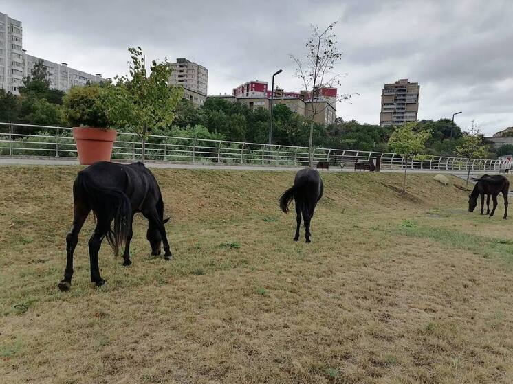 В Кисловодске очередной табун лошадей отправили на штрафстоянку