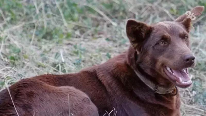 Жителя Северной Осетии задержали по подозрению в стрельбе по собаке