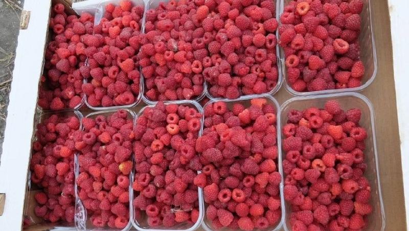 Аграрии на Ставрополье собрали 27 тонн малины комбайном