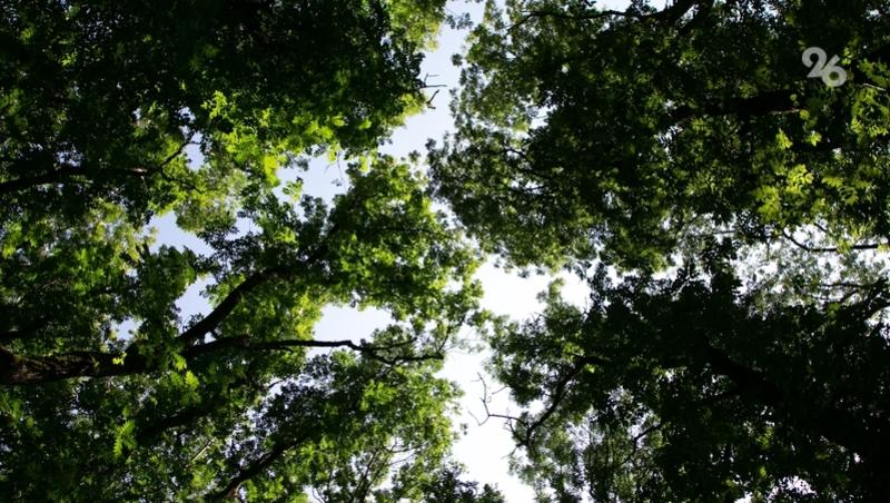 Аграрии Ставрополья могут получить компенсацию затрат на создание лесополос