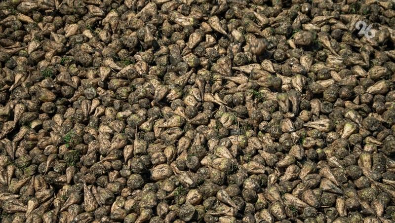 Более 900 тыс. тонн сахарной свёклы убрали на Ставрополье — губернатор