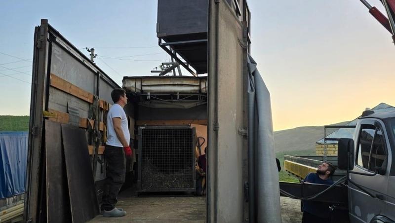 Два медведя из частного зоопарка в Дагестане принудительно переехали на север