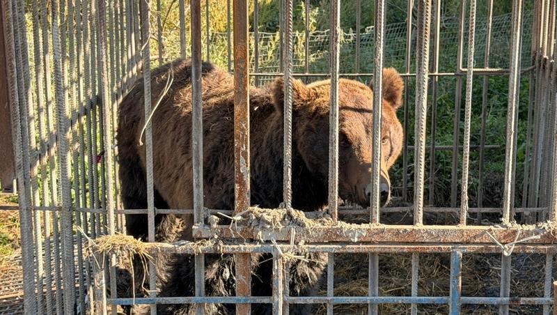 Два медведя из частного зоопарка в Дагестане принудительно переехали на север