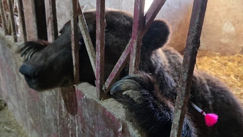 Два медведя из частного зоопарка в Дагестане принудительно переехали на север