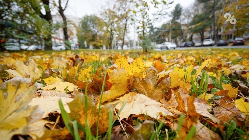 Дым от сжигания листвы опаснее сигаретного — завкафедрой ставропольского медвуза