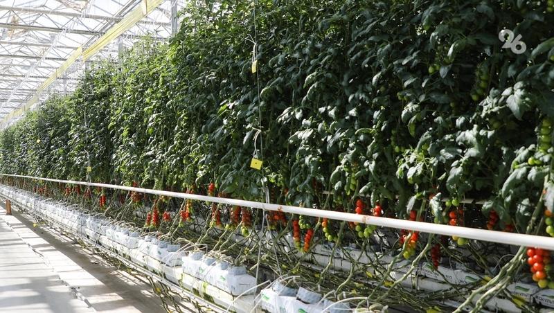 Эко-ферма в Предгорном округе получила грант на развитие