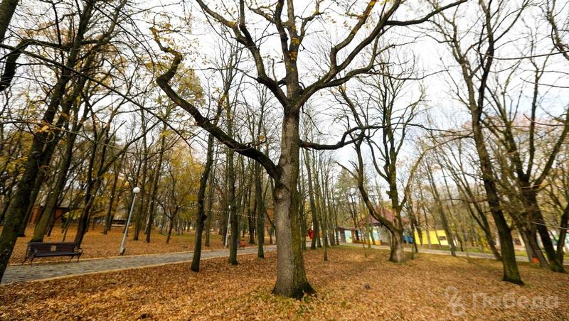 Эколог Маркин: опавшая листва защищает насекомых и микроорганизмы зимой