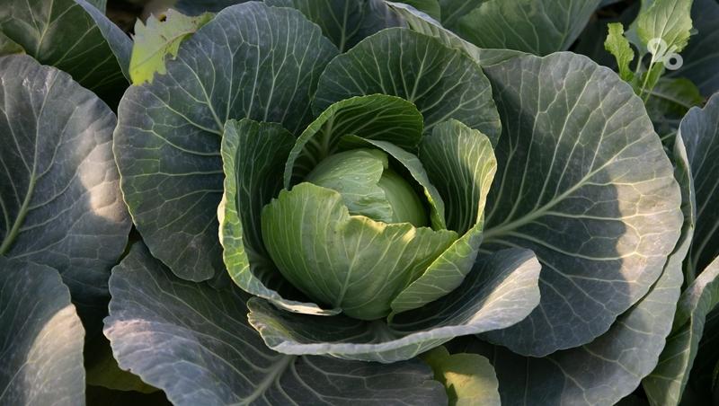 Гречка, бананы и овощи помогают сохранять бодрость и энергию — российский учёный