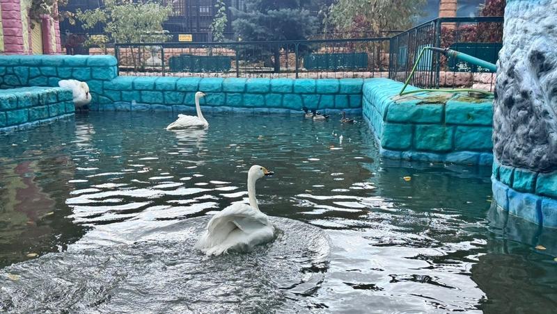 Лебеди и черепахи из Центрального парка Ставрополя отправились на зиму в зоопарк