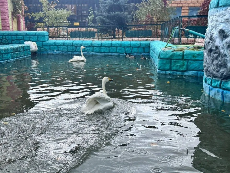 Лебеди из Центрального парка Ставрополя отправились на зимовку0