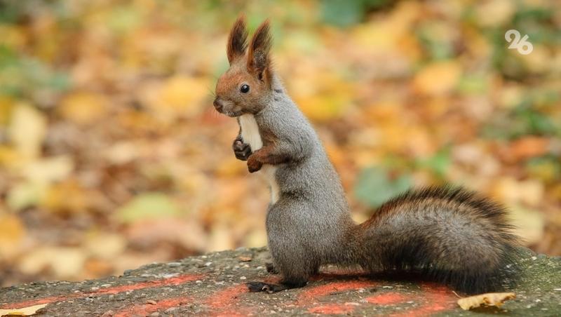 Мэрии отвечают за обработку зверей от бешенства в городских лесах Ставрополья