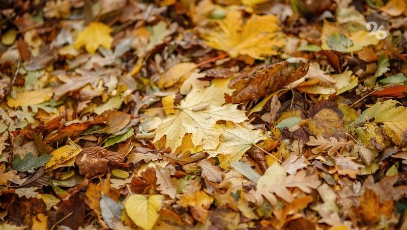 Минздрав Ставрополья предупредил о рисках во время фотосессий в осенней листве