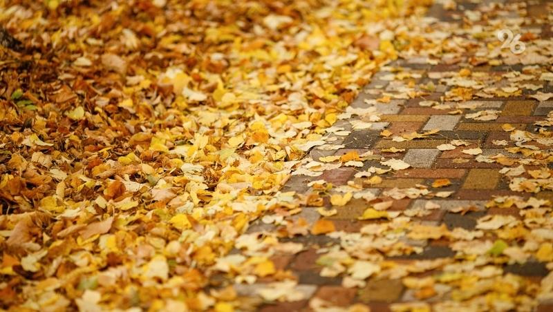 Минздрав Ставрополья предупредил о рисках во время фотосессий в осенней листве