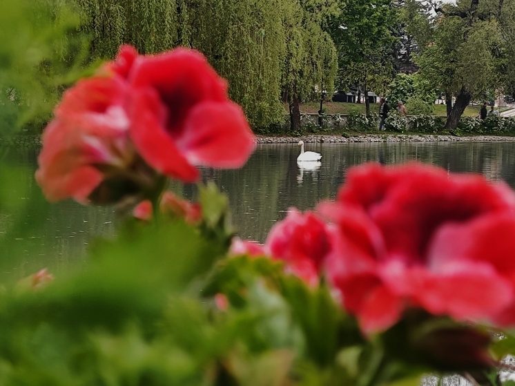 На озеленение столицы Осетии потратят 189,9 млн рублей