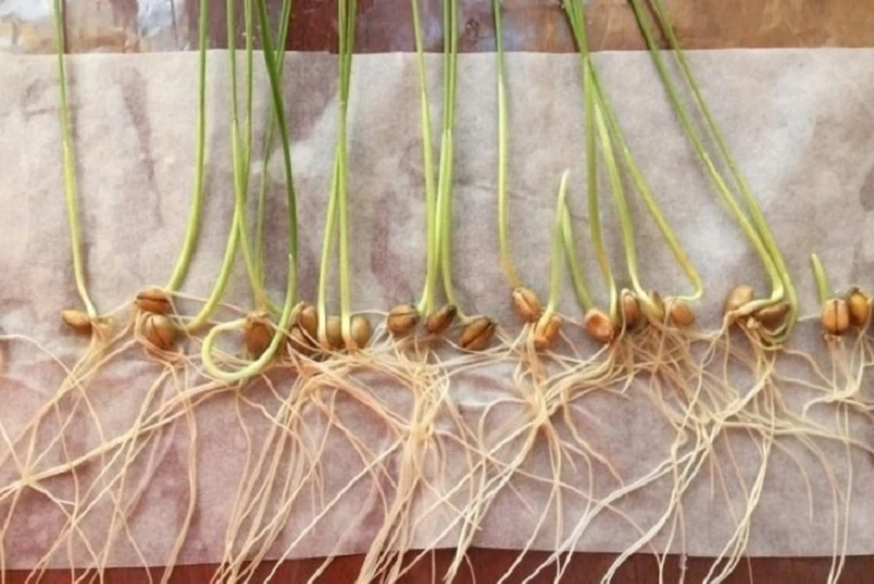 На Ставрополье фитоэкспертиза семян озимых охватила 5,7 тысяч образцов0