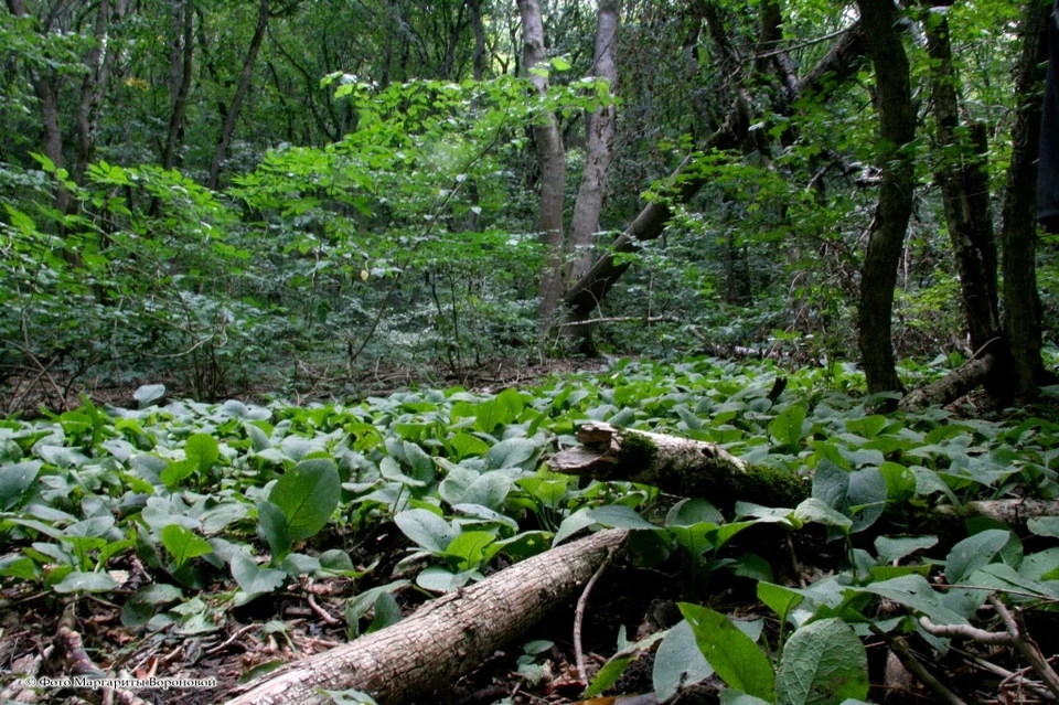 Ограничения на посещение лесов сняли на Ставрополье0