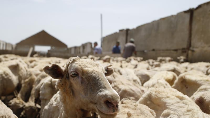 Парень из КЧР, подозреваемый в краже, скрывался на кошаре под Ставрополем
