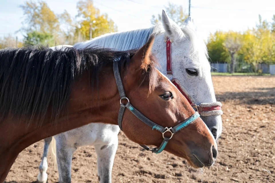 Пятигорский ипподром избежал банкротства после утверждения мирового соглашения0