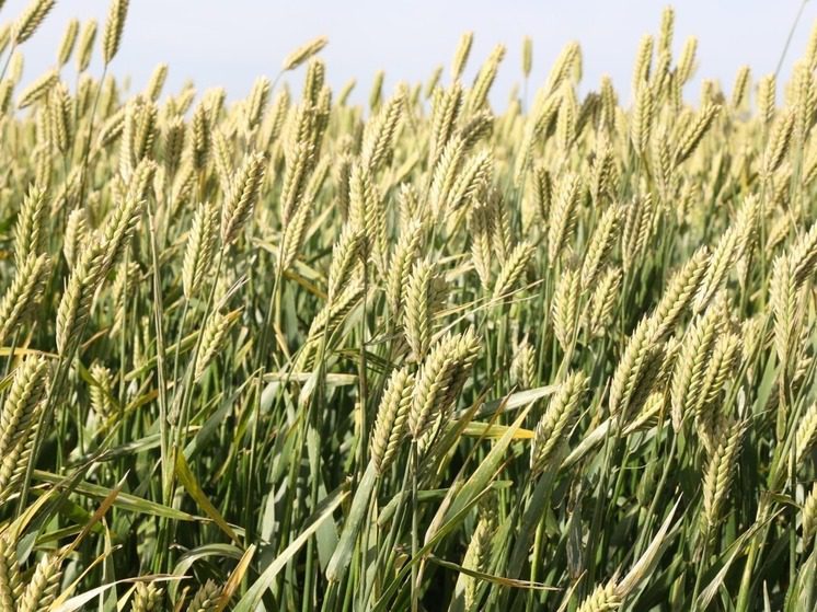 Россельхозцентр проводит в Ингушетии агрономический эксперимент