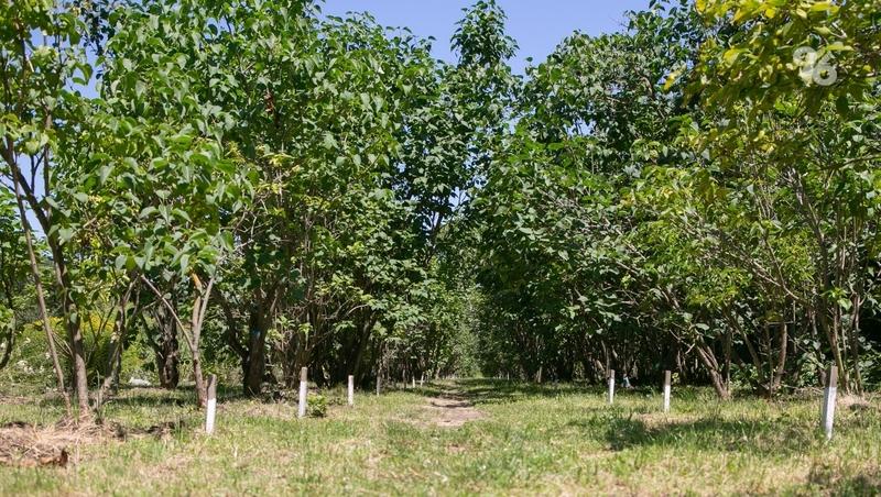 Ставрополье делится опытом ведения лесного хозяйства с коллегами из ЛНР