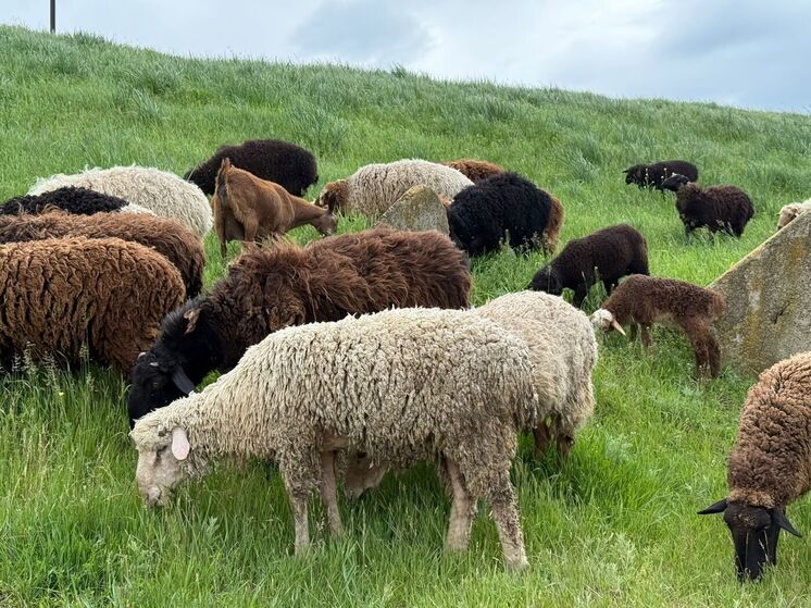 Ставрополье ставит на генетику: стартовала кампания по осеменению овец