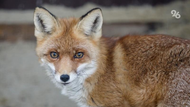 Ставрополье занимает второе место в России по уровню биологического разнообразия
