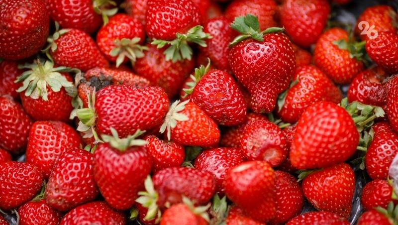 Свыше 60 т клубники собрано в теплицах Предгорного округа