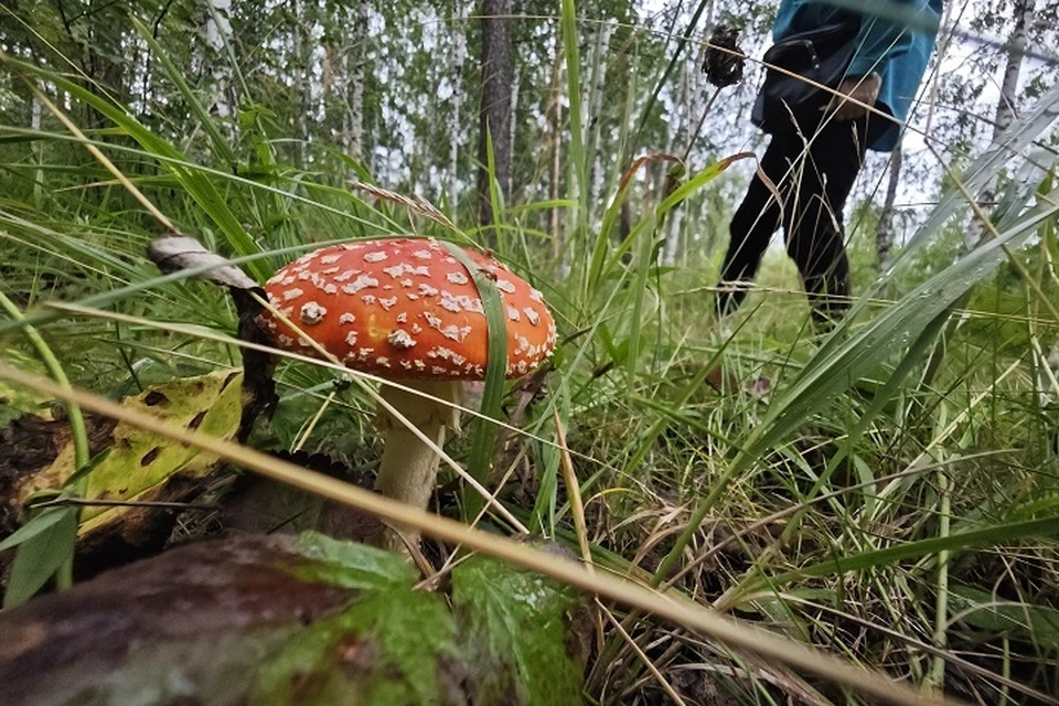 Три ставропольчанки заблудились в лесу Кабардино-Балкарии, собирая ягоды и грибы0