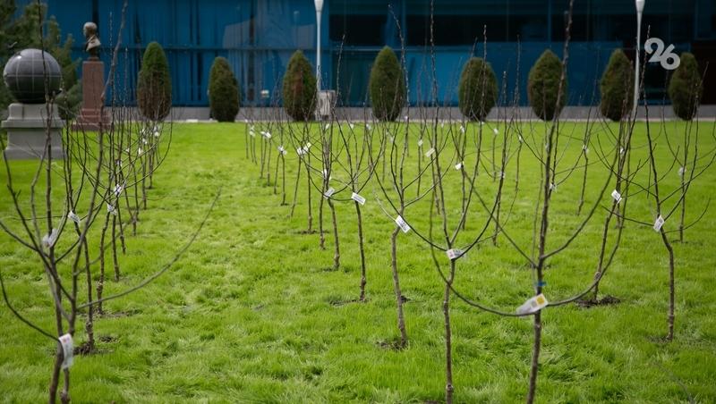 Участники акции «Сад памяти» высадили 1,5 млн деревьев на Ставрополье