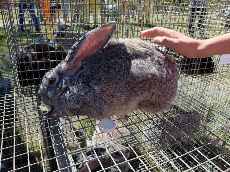 В Грозном откроется контактная ферма с редкими животными