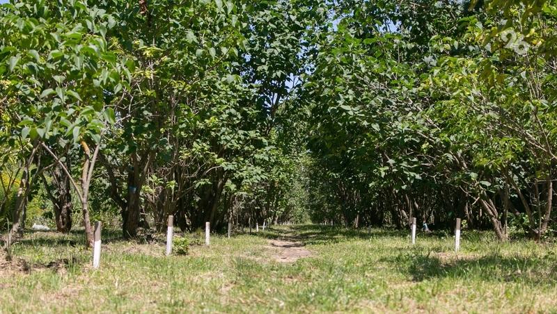 В Кисловодске высадят более 100 деревьев