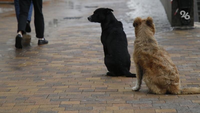 В Кочубеевском округе до конца года планируют отловить 54 бездомных собаки