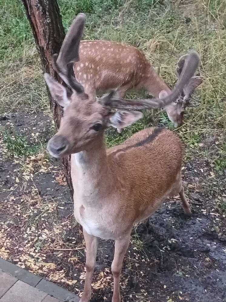 В лесах Ингушетии пополнили кормушки для диких животных