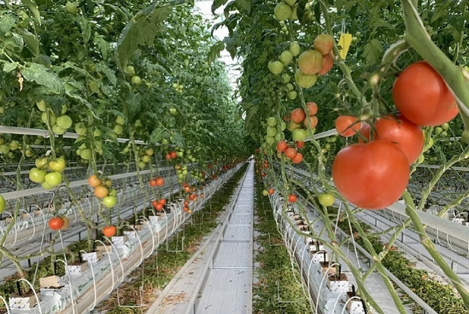 В округе на Ставрополье собрали более четырех тысяч тонн тепличных томатов0
