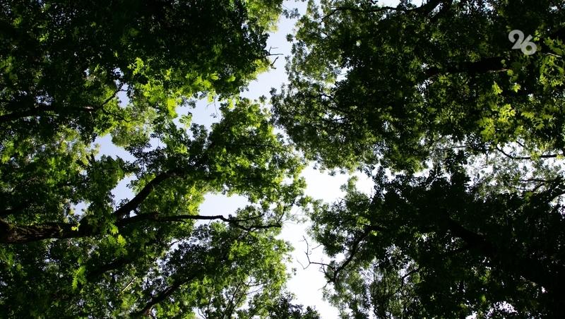 В Предгорном округе оперативные службы проверяют информацию о гранате в лесу