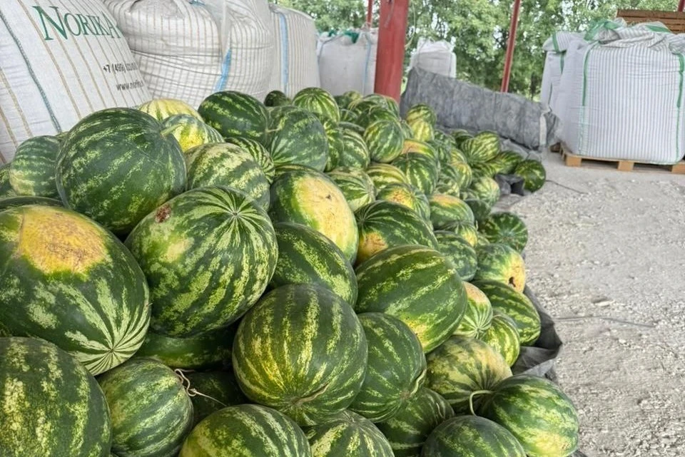 В Предгорном округе Ставрополья собрали первую промышленную партию арбузов0