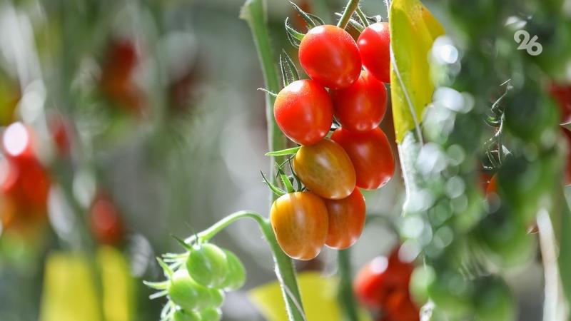 В Предгорном округе вырастили более 4 тыс. тонн тепличных томатов