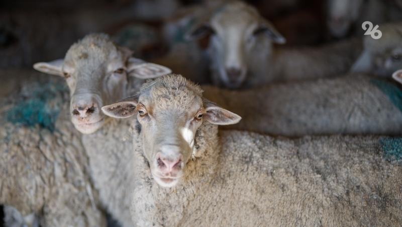 В Ставропольском крае начали кампанию по осеменению овец