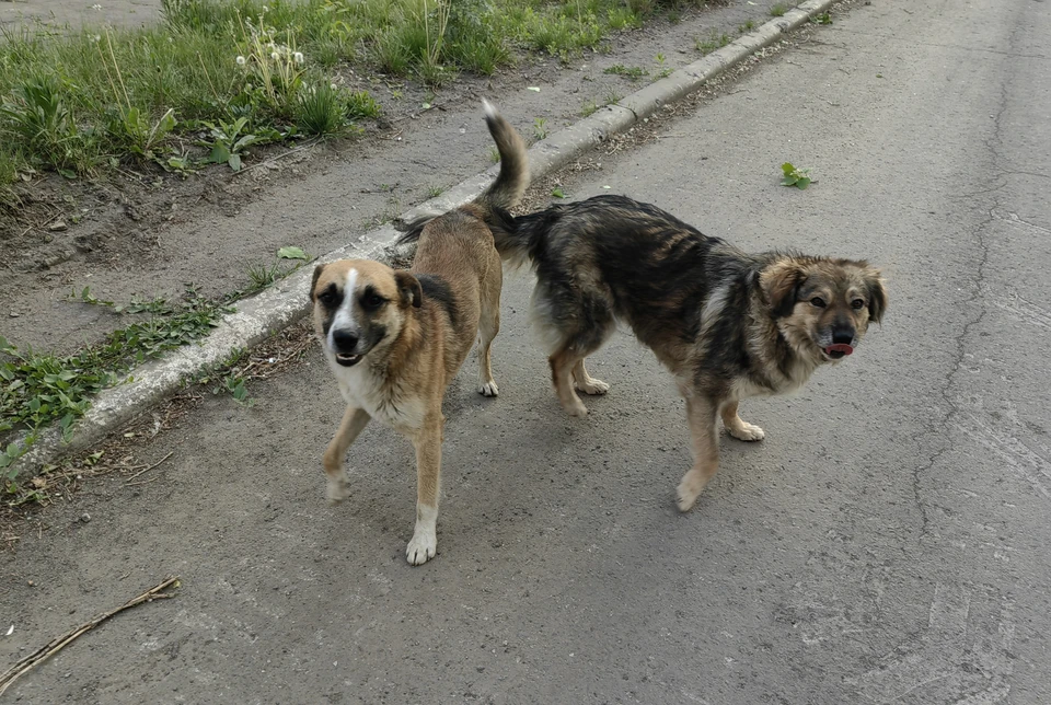 В Ставропольском крае снизилось количество нападений бездомных собак на людей0