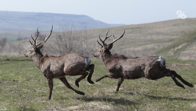 За добычу животных из Красной книги на Ставрополье грозит срок до 5 лет